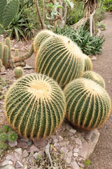 Golden barrel cactus or Echinocactus Grusonii plant in Saint Gallen in Switzerland