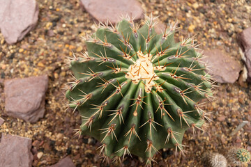 Naklejka na ściany i meble Giant barrel cactus or Echinocactus Platyacanthus plant in Saint Gallen in Switzerland