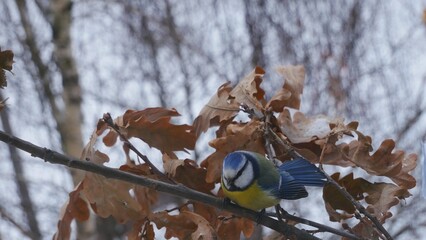 Blue tit on an oak branch in the winter forest.