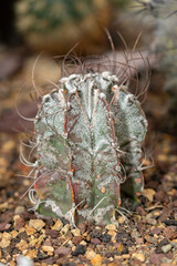 Goats horn cactus or Astrophytum Capricorne plant in Saint Gallen in Switzerland