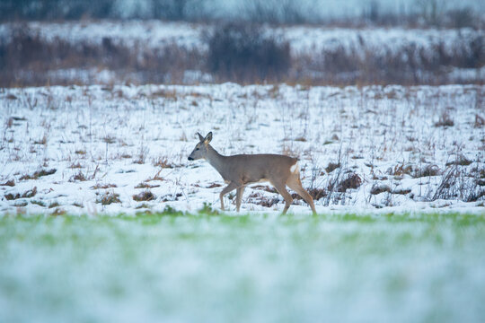 A roe deer walking through a snow-covered meadow, November day