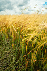 Obraz premium Ears of barley in the field and sky