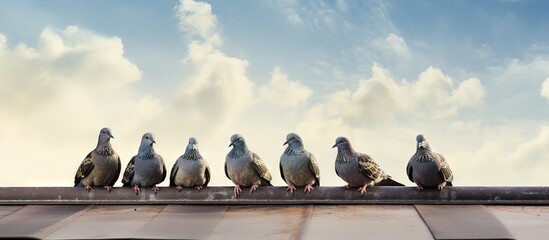 Dirty solar panels on roof of house with pigeon droppings copy space image - obrazy, fototapety, plakaty