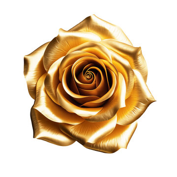  Golden rose flower head isolated