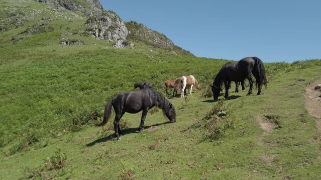 wild horses grazing under La Rhune mountain in Basque country, France