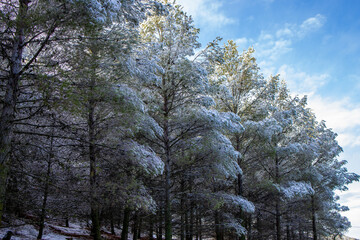 Winter's Blanket: Majestic Snow-Clad Trees Against a Deep Azure Sky, Creating an Impressive Scene Highlighting the Serenity and Sublime Beauty of the Winter Season