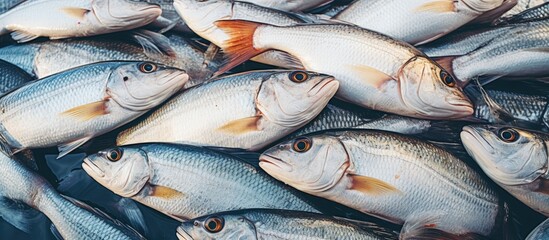 Obraz premium Freshly caught fish from fishing trawler close up copy space image