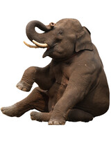 elephant sitting isolated on white background