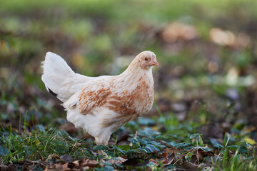 Young brown white chick free in garden