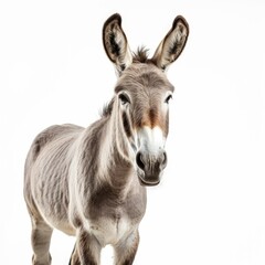 Beautiful full body view donkey on white background, isolated, professional animal photo