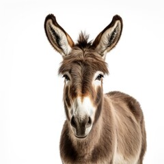 Obraz premium Beautiful full body view donkey on white background, isolated, professional animal photo