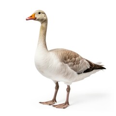 Naklejka na ściany i meble Beautiful full body view goose on white background, isolated, professional animal photo
