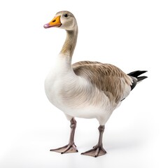 Beautiful full body view goose on white background, isolated, professional animal photo