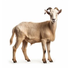 Beautiful full body view goat on white background, isolated, professional animal photo