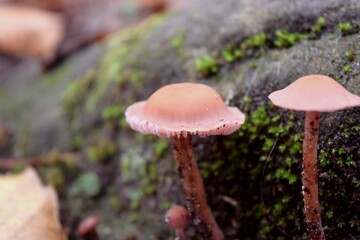 champignons roses en forêt