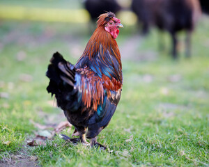Rooster on the farm and sheep in background