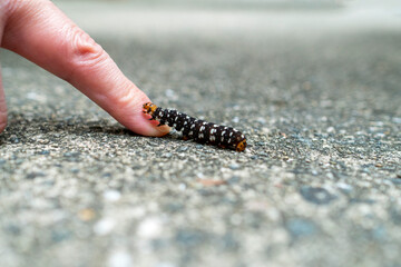 男性の指にのるハマオモトヨトウの幼虫。虫好き。飼育、採集。近畿、秋、ヤガ科。Brithys crini crini 