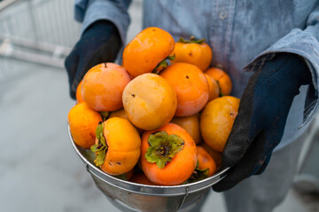 甘柿の収穫。柿がいっぱい入っているザルを持つ男性。おすそわけ、分け合う、シェア文化。10月・11月秋のフルーツ、田舎暮らし