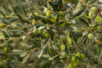 Gr&uuml;ne Oliven am Baum