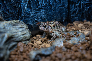 ナンブヒキガエルのクローズアップ