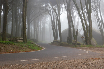A Serpentine Path Amidst the Enchanting Woodland