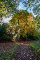 Naklejka premium Footpath foresst autumn fall warwickshire england UK