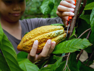 Close-up hands of a cocoa farmer use pruning shears to cut the cocoa pods or fruit ripe yellow...