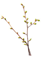 Buds leaves on a twig of sweet cherry
