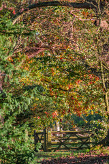 Fototapeta na wymiar Footpath foresst autumn fall warwickshire england UK