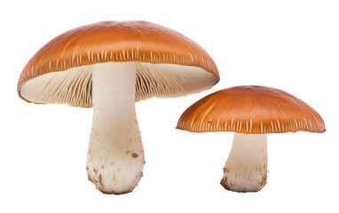 Fresh Mushrooms On Transparent PNG