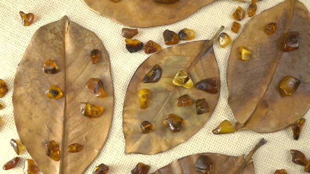 Pieces of natural raw unpolished Baltic amber lie on dry magnolia leaves, natural materials, and natural background, slow motion
