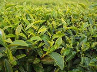 Fresh green tea plantation in the morning. Scientific name Camellia sinensis. Is plant that produces leaves and young shoots for Chinese tea and food. Genus Camellia popularly planted in northern Thai