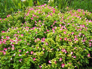 Bush of bright pink and white flowers name Torenia fournieri, the bluewings or wishbone flowers blooming in green nature. Group of Pink Torenia fournieri Linden ex Fourn an ornamental plant in garden 