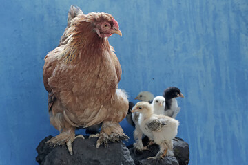 An adult female Brahma chicken was resting on a rock while looking after her ten-day-old chicks....