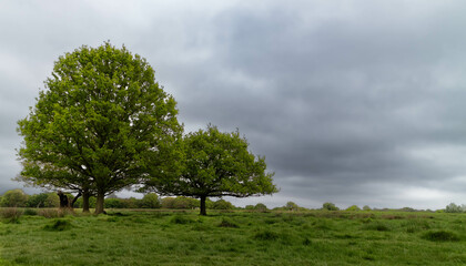tree in the field