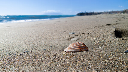 seashell on the beach sand