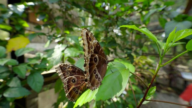 Close on two Blue Morpho butterflies on leaf as other fly in bg