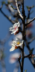 Almonds flower