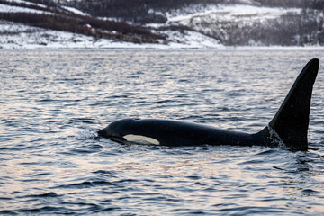 Naklejka premium Orca
