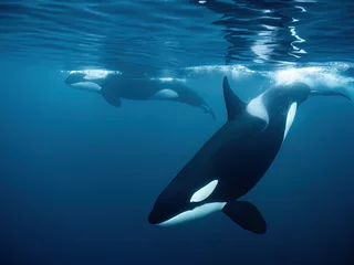 Deurstickers Orca Orca