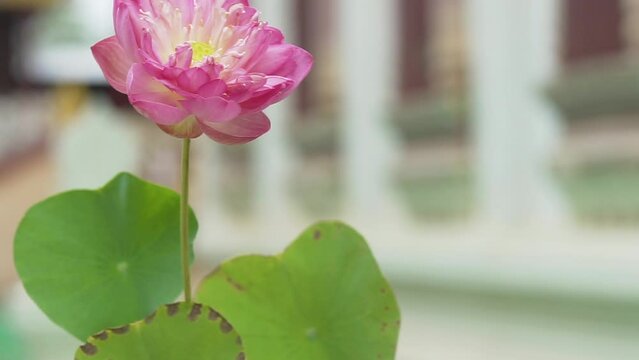 Pink lotus flowers bloom in the temple
