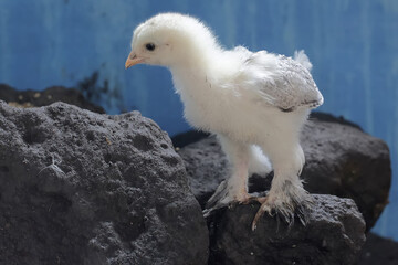 A brahma chick is hunting small insects on the rock. This chicken with a large posture and body...