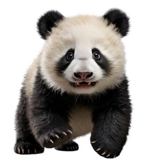 Fototapeta premium Cute Panda isolated cutout on transparent background. for advertisement. product presentation. banner, poster, card, t shirt, sticker.