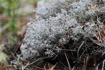 White moss in the swamp