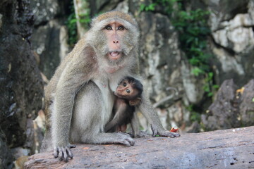 close up shot Thai Monkey  Mother's Love