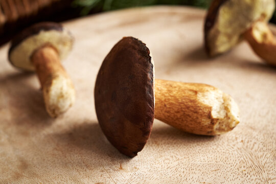 Pine boletes - wild edible mushrooms on a table