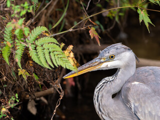 水辺のアオサギ