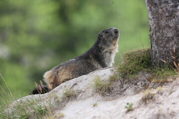 Naklejka na ściany i meble alpine marmot well feed on an alpine meadow