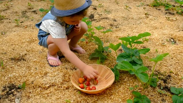A child picks strawberries in the garden. Selective focus.