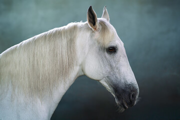 Obraz na płótnie Canvas Beautiful White Horse Head (Equus ferus caballus)